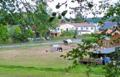 Pferdehof